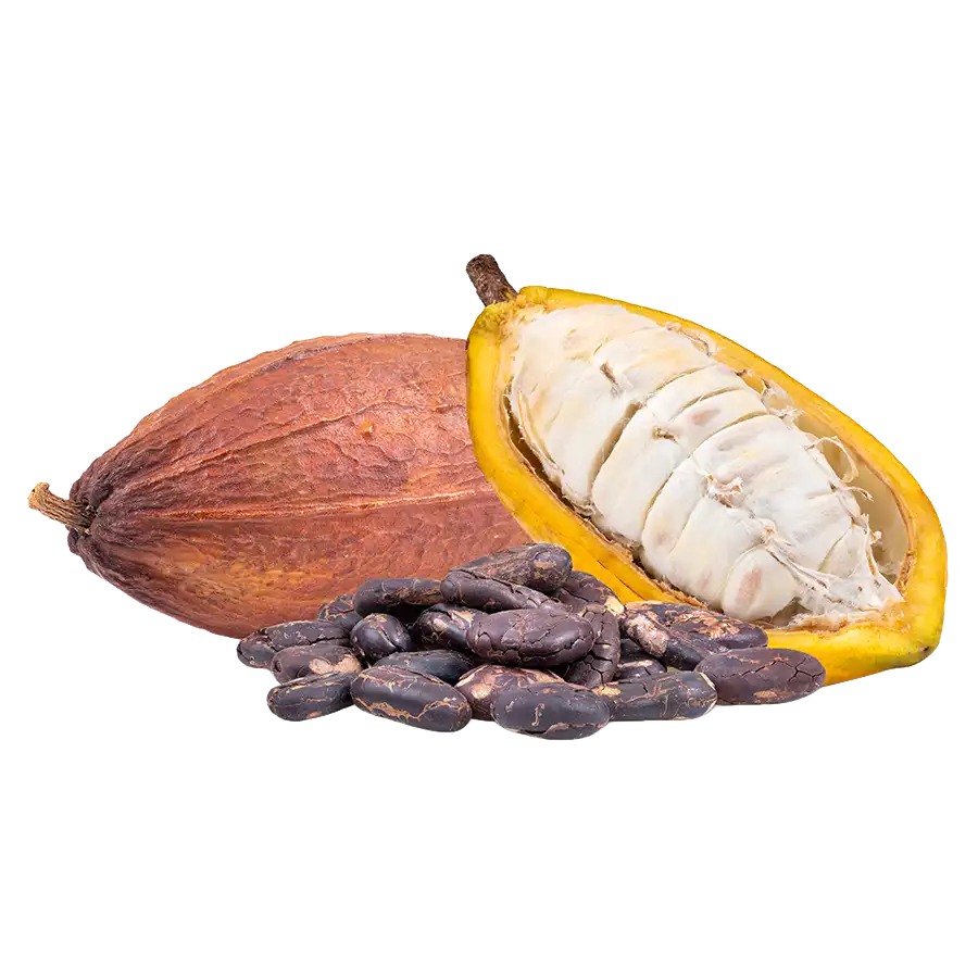 cacao